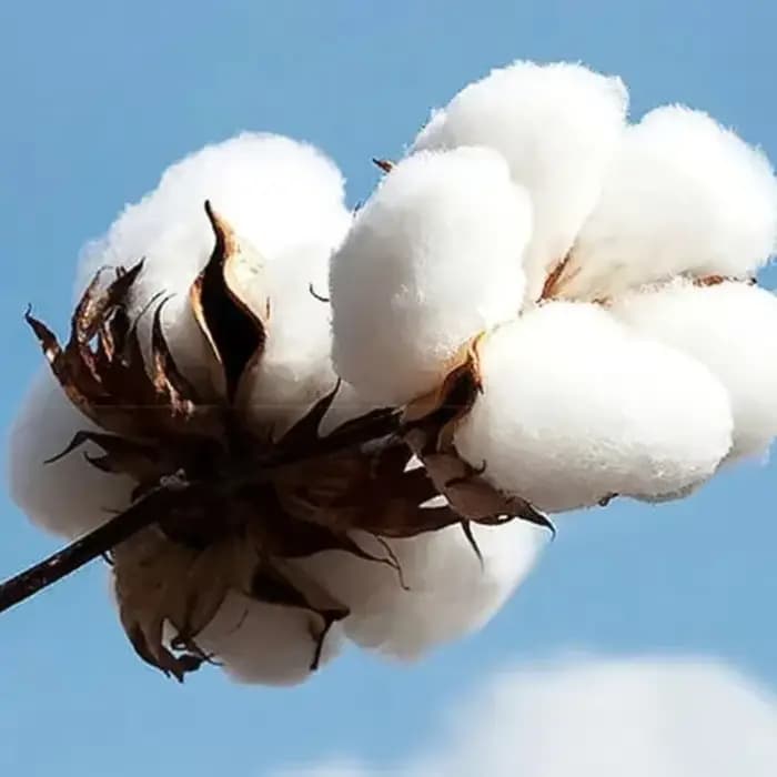 T-shirt décontracté en coton pour hommes et femmes