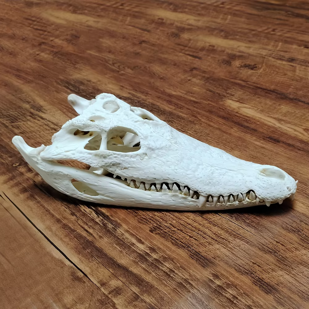 Artefact tête de Crocodile Alligator Reptile modèle Animal crâne Sculpture pour accessoire d'enseign